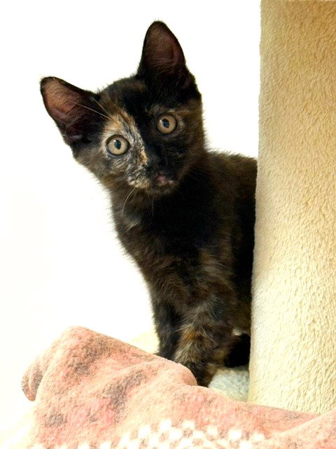 Kitten Dory