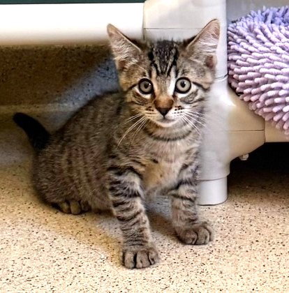 Kitten Dopey, Baby Domestic Short Hair / Mixed (short coat), cat for adoption in Bellflower, California