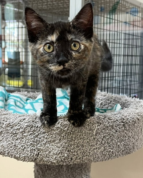 Kitten Lulu