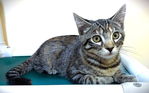 Kitten Lizzy