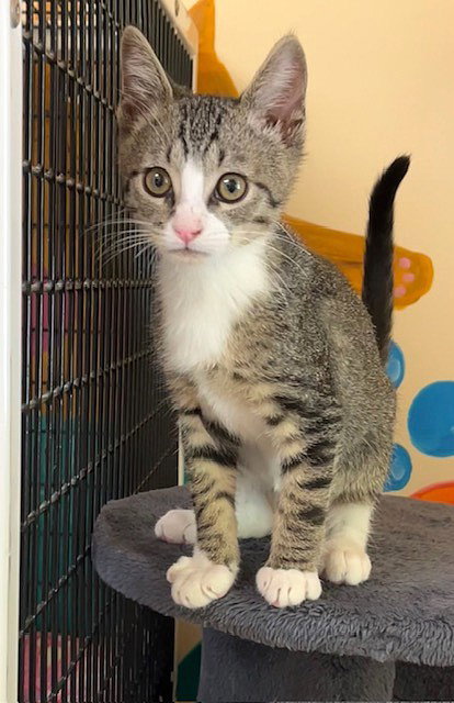 Kitten Einarr photo 2