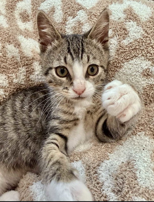 Kitten Einarr