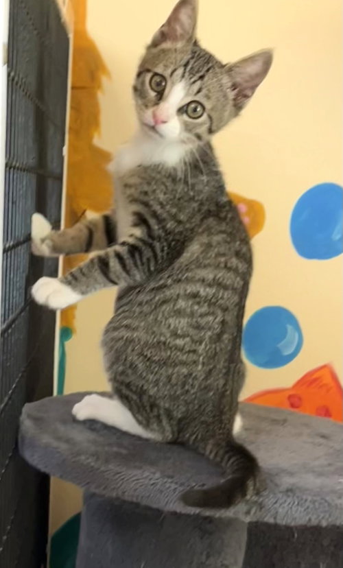 Kitten Einarr photo 4