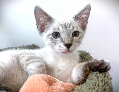 Kitten Paddington