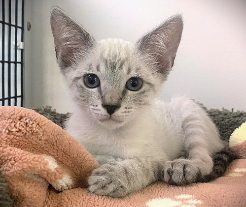 Kitten Paddington, an adoptable Domestic Short Hair in Seal Beach, CA