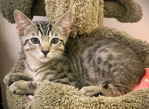 Kitten Patrick
