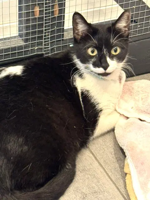 Fara - Domestic Short Hair