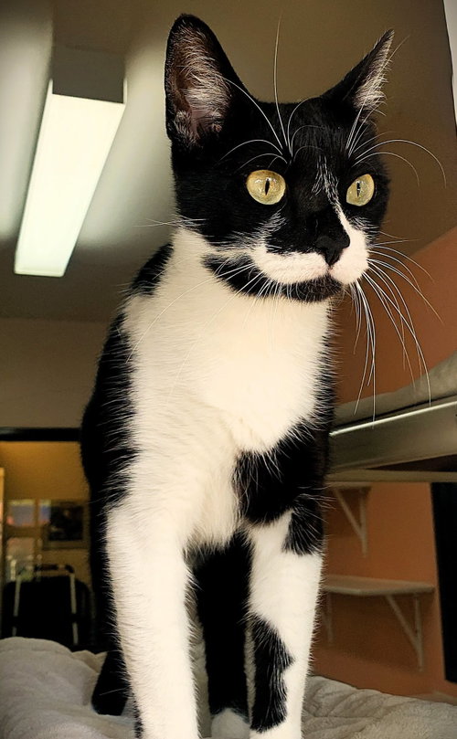 picture of the cat needing adoption