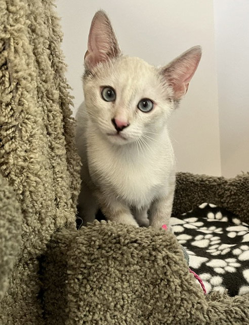 Kitten Vada