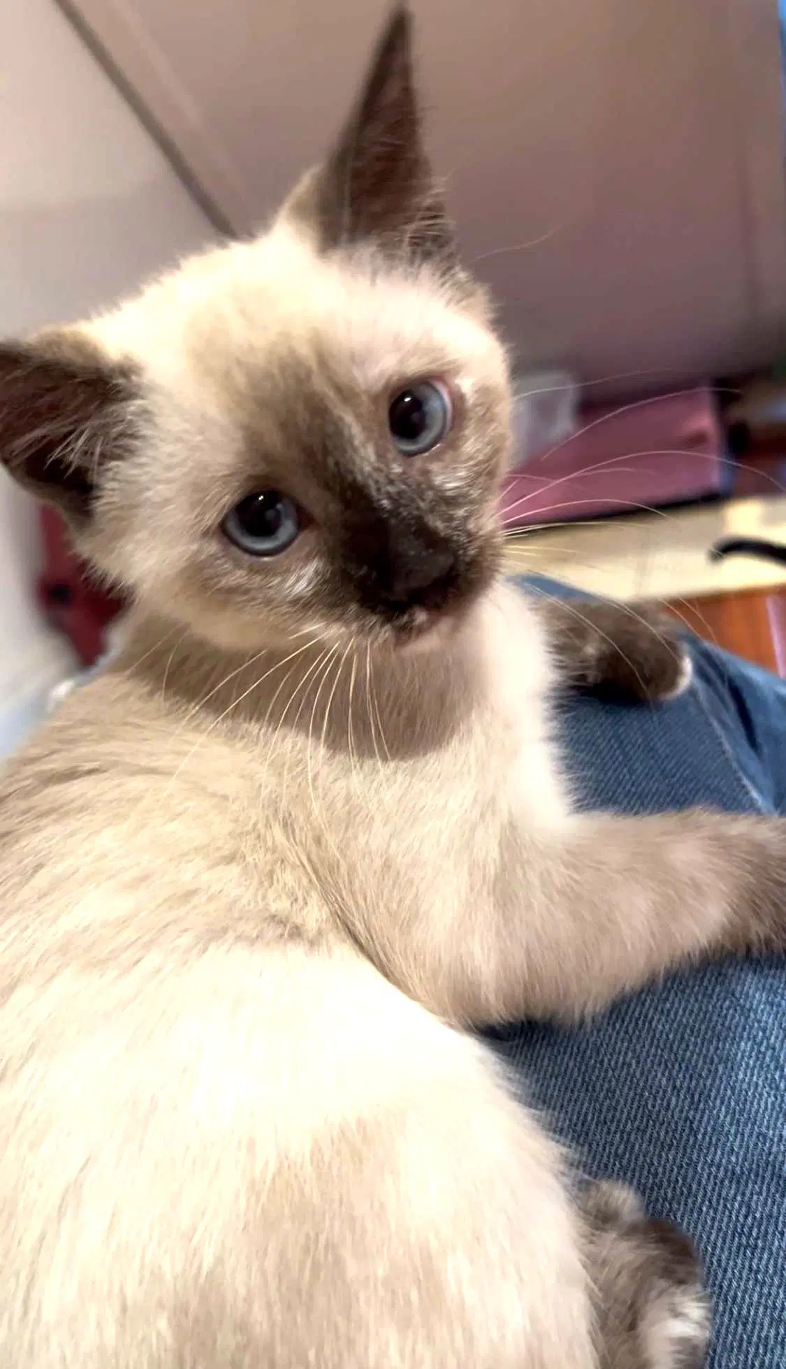 Kitten Vera image 2