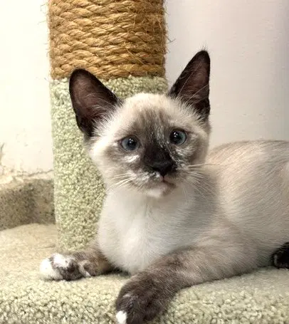 Kitten Vera - Domestic Short Hair