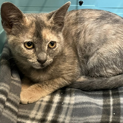 Kitten Italia, Baby Domestic Short Hair / Tortoiseshell / Mixed (short coat), cat for adoption in Hawthorne, California
