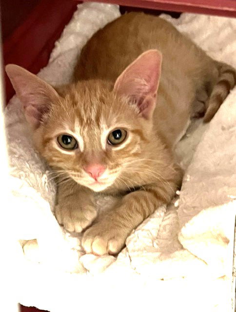 Kitten Ivanovich, Baby Domestic Short Hair / Mixed (short coat), cat for adoption in Hawthorne, California