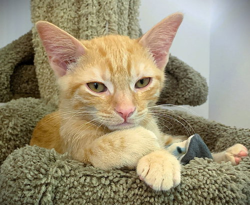 Kitten Ivanovich, Baby Domestic Short Hair / Mixed (short coat), cat for adoption in Redondo Beach, California