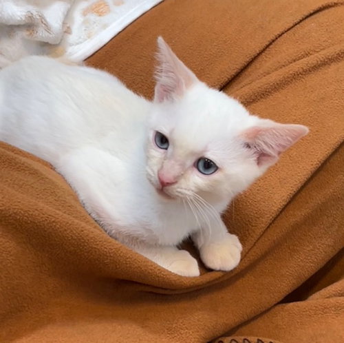 Kitten Idris, Baby Domestic Short Hair / Siamese / Mixed (short coat), cat for adoption in Hawthorne, California