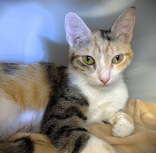 Whoopsie Boopsie, Adult Domestic Short Hair / Calico / Mixed (short coat), cat for adoption in Carson, California