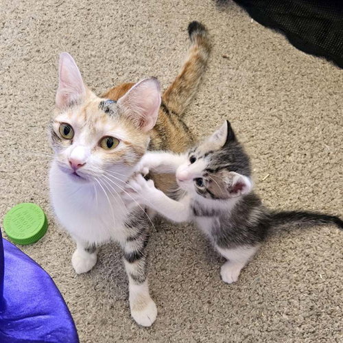 Whoopsie Boopsie photo 5