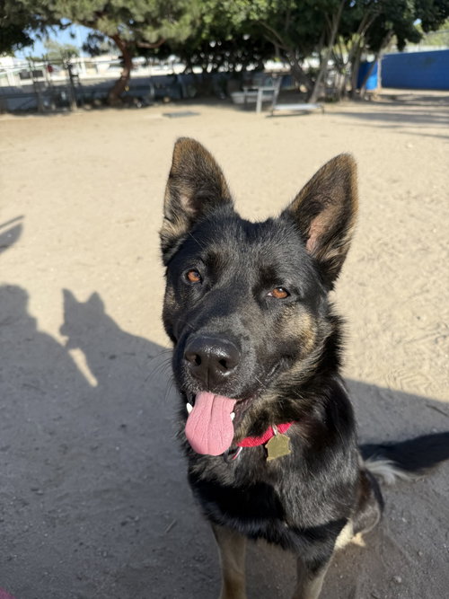 Fig, an adoptable German Shepherd Dog in Seal Beach, CA