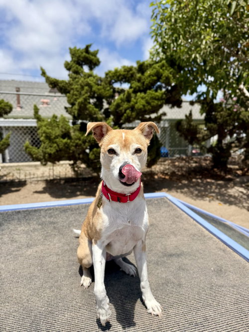 Juno, an adoptable Basenji in Seal Beach, CA