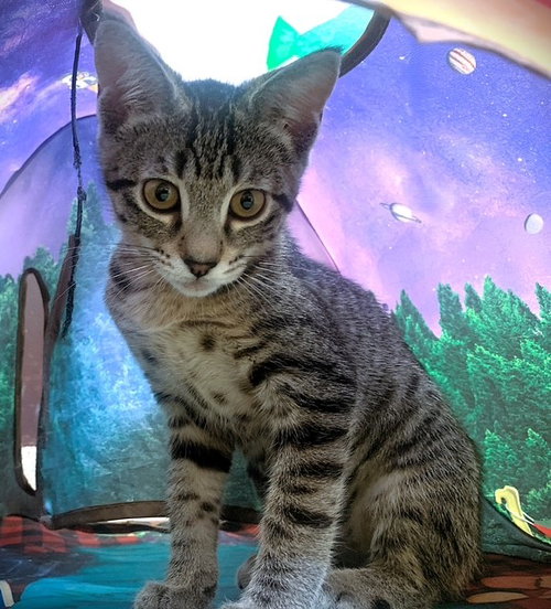 Kitten Luanna, an adoptable Domestic Short Hair in Seal Beach, CA