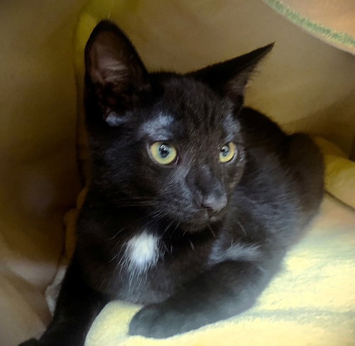 Kitten Lex Luther, an adoptable Domestic Short Hair in Seal Beach, CA