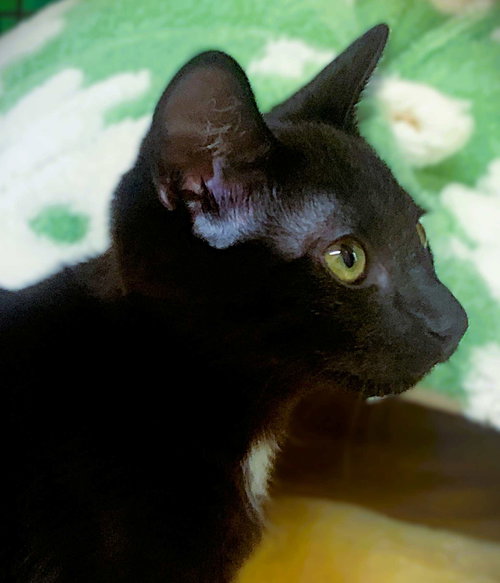 Kitten Lex Luther photo 2