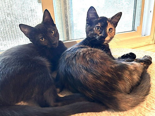 Kitten Lilo photo 3