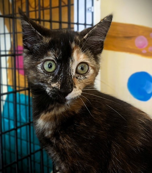 Kitten Lilo, an adoptable Domestic Short Hair in Seal Beach, CA