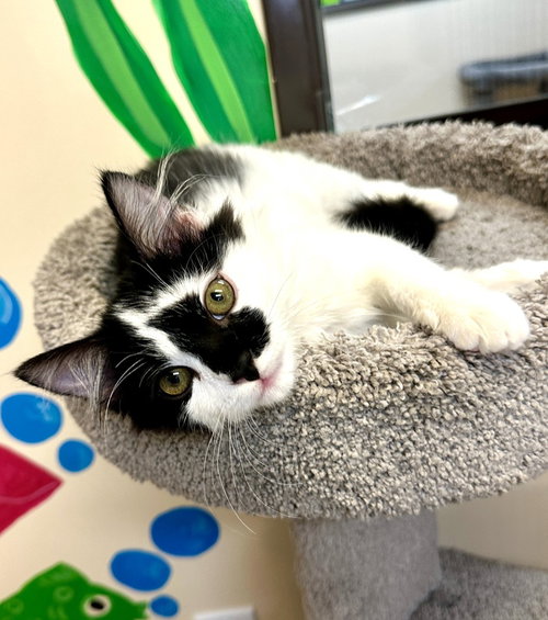 Kitten Indy, an adoptable Domestic Medium Hair in Seal Beach, CA