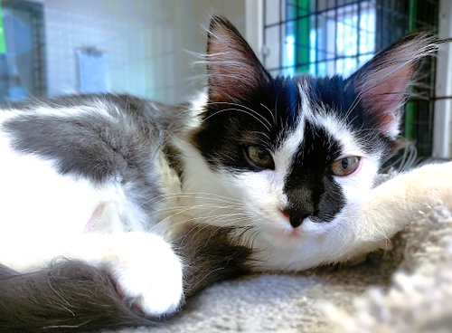 Kitten Indy photo 2