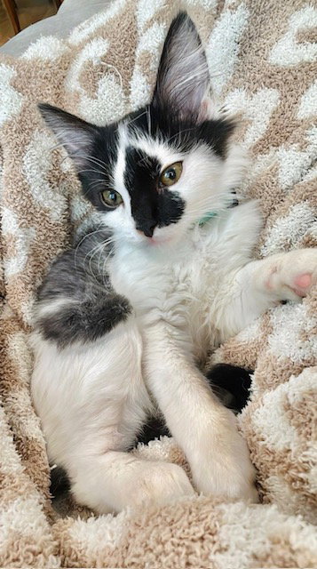 Kitten Indy photo 4