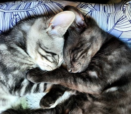 Kitten Halo photo 4
