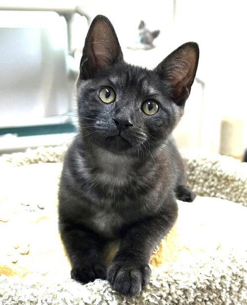 Kitten Halo photo 2