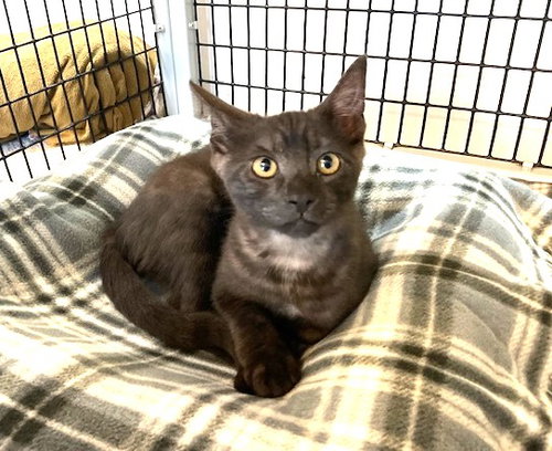 Kitten Halo photo 3