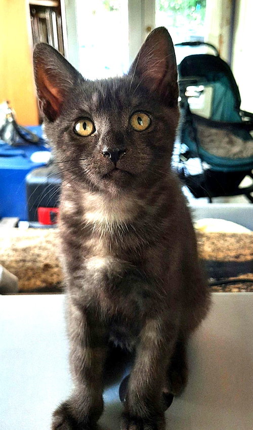 Kitten Halo, an adoptable Domestic Short Hair in Seal Beach, CA