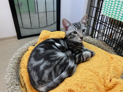 Kitten Hopper, an adoptable Domestic Short Hair in Seal Beach, CA