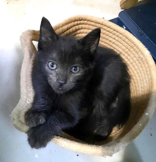 Kitten Heavenly photo 2