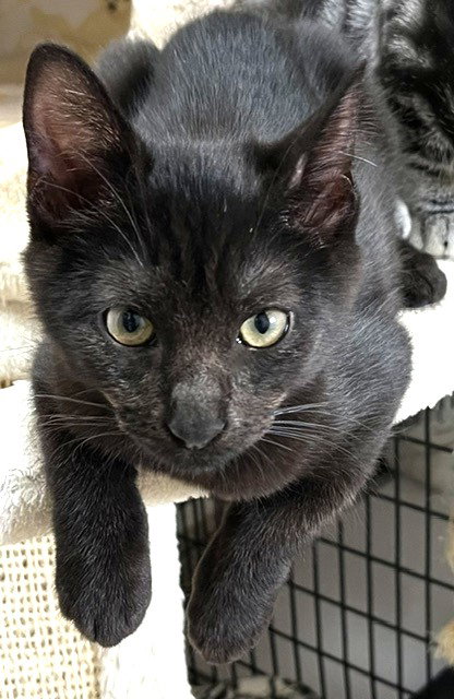 Kitten Heavenly, an adoptable Domestic Short Hair in Seal Beach, CA