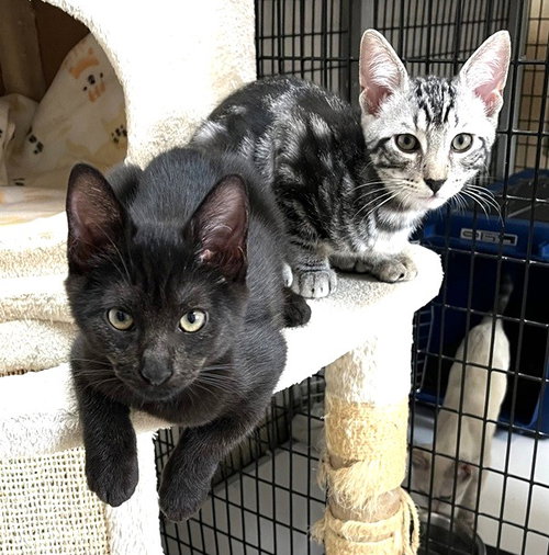 Kitten Heavenly photo 3