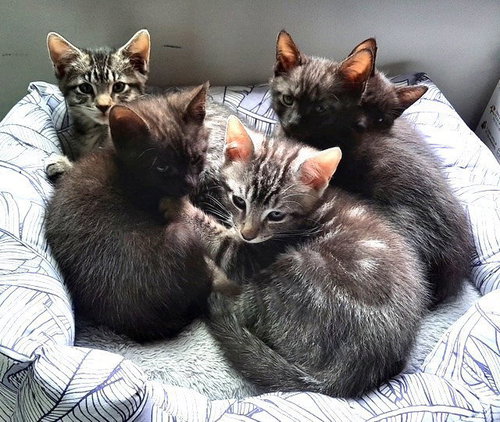 Kitten Harmony photo 4