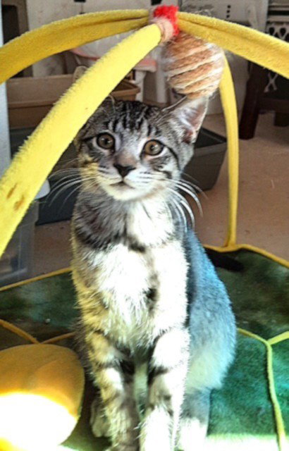 Kitten Harmony photo 3