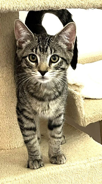 Kitten Harmony photo 2