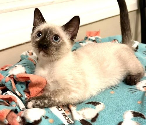 Kitten Vanna, an adoptable Domestic Short Hair in Seal Beach, CA