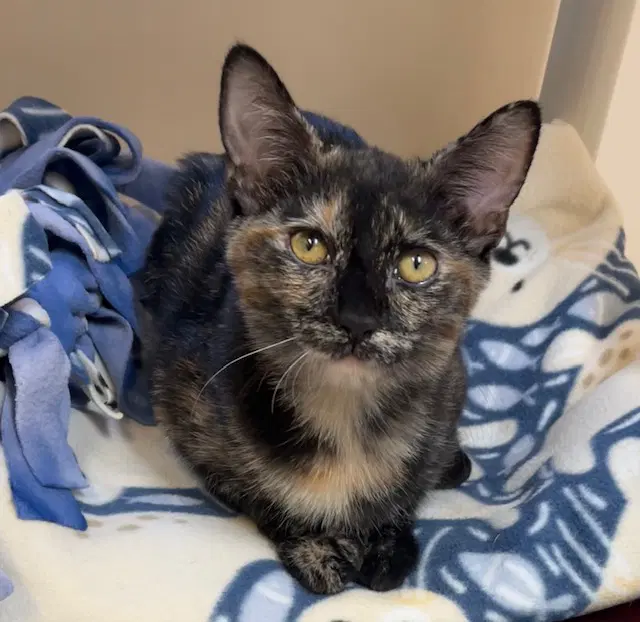 Kitten Vanity - Domestic Short Hair