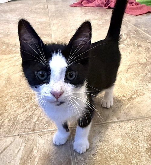 Kitten Vixen