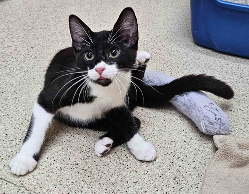 Kitten Frankie photo 2