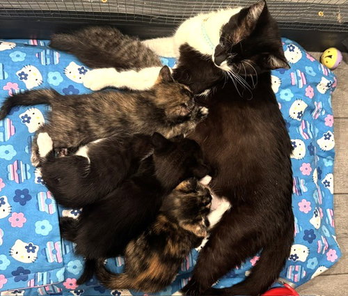 Kitten Frankie photo 3