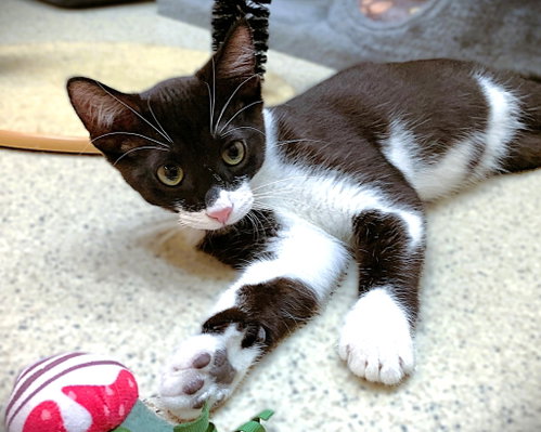 Kitten Frankie