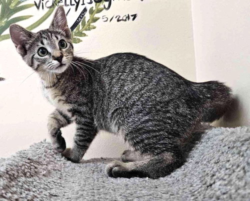 Kitten Forrest photo 2