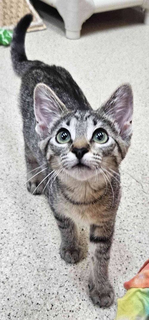 Kitten Forrest photo 3